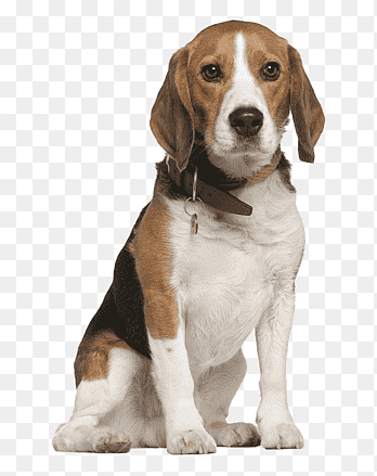 funny dog