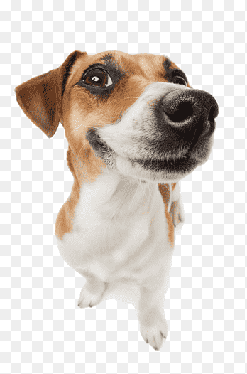 funny dog