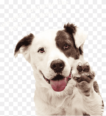 funny dog